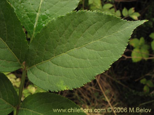 Image of Sambucus nigra (Sauco). Click to enlarge parts of image.